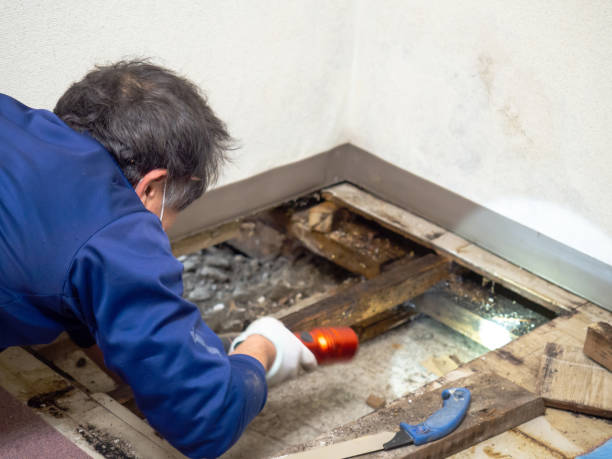 Best Residential Mold Remediation in Loudoun Lley Estates, VA