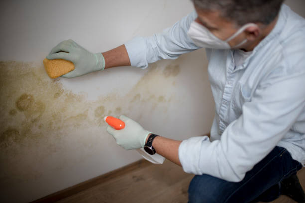 Best Mold Testing and Inspection Services in Loudoun Lley Estates, VA